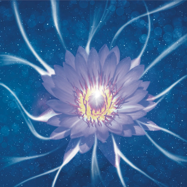 Purple lotus in blue lake with light beams streaming out.