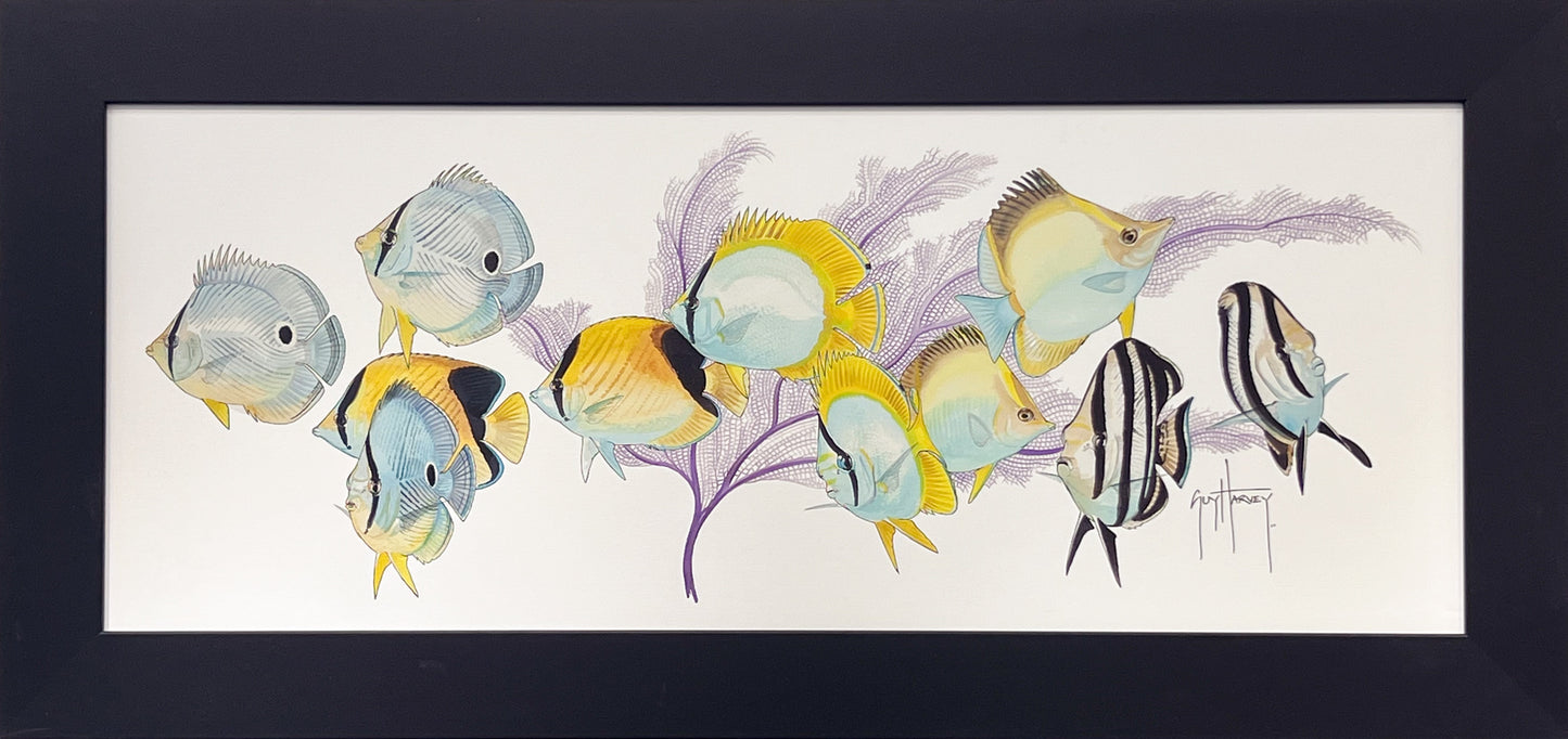 Butterfly Fish