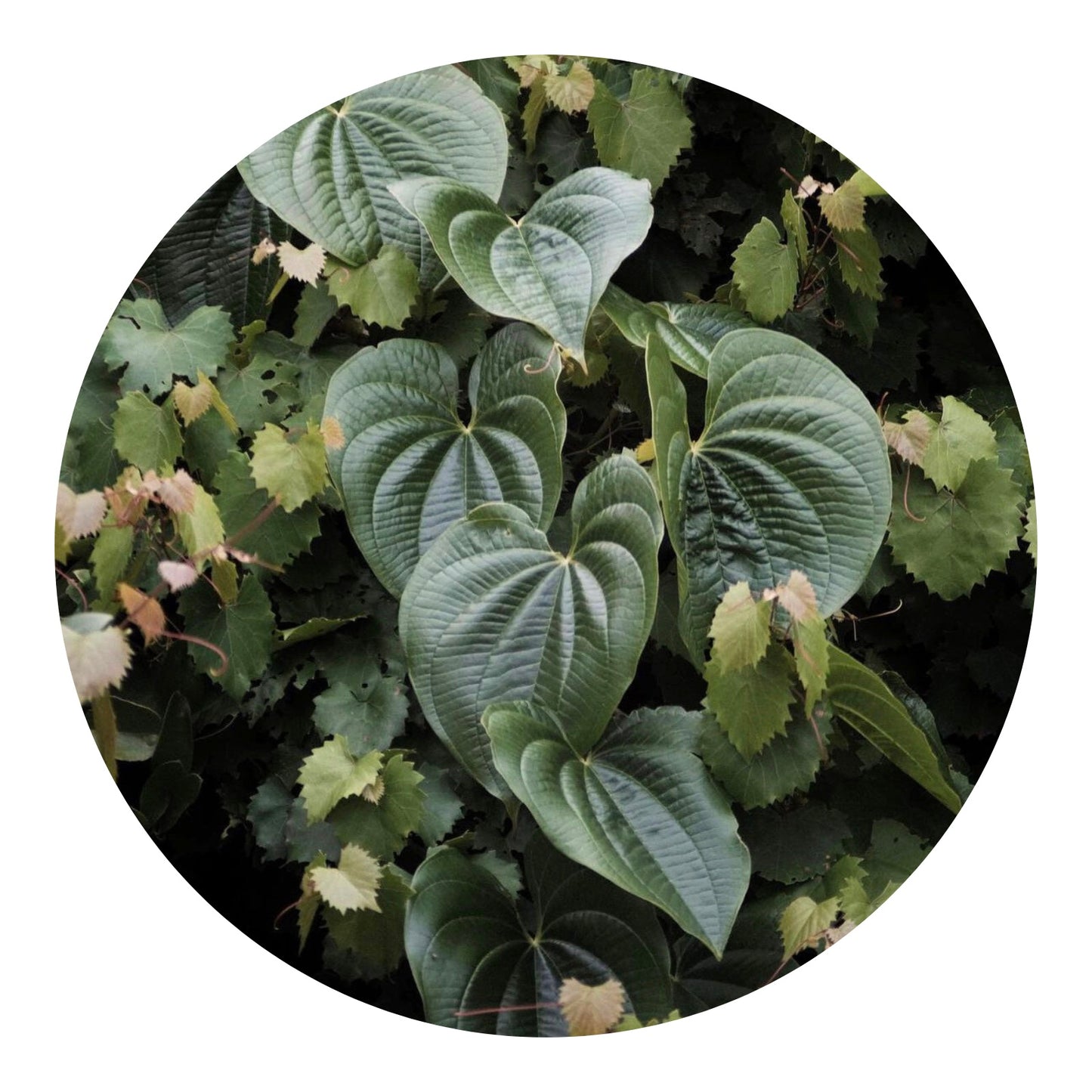 Invasive
