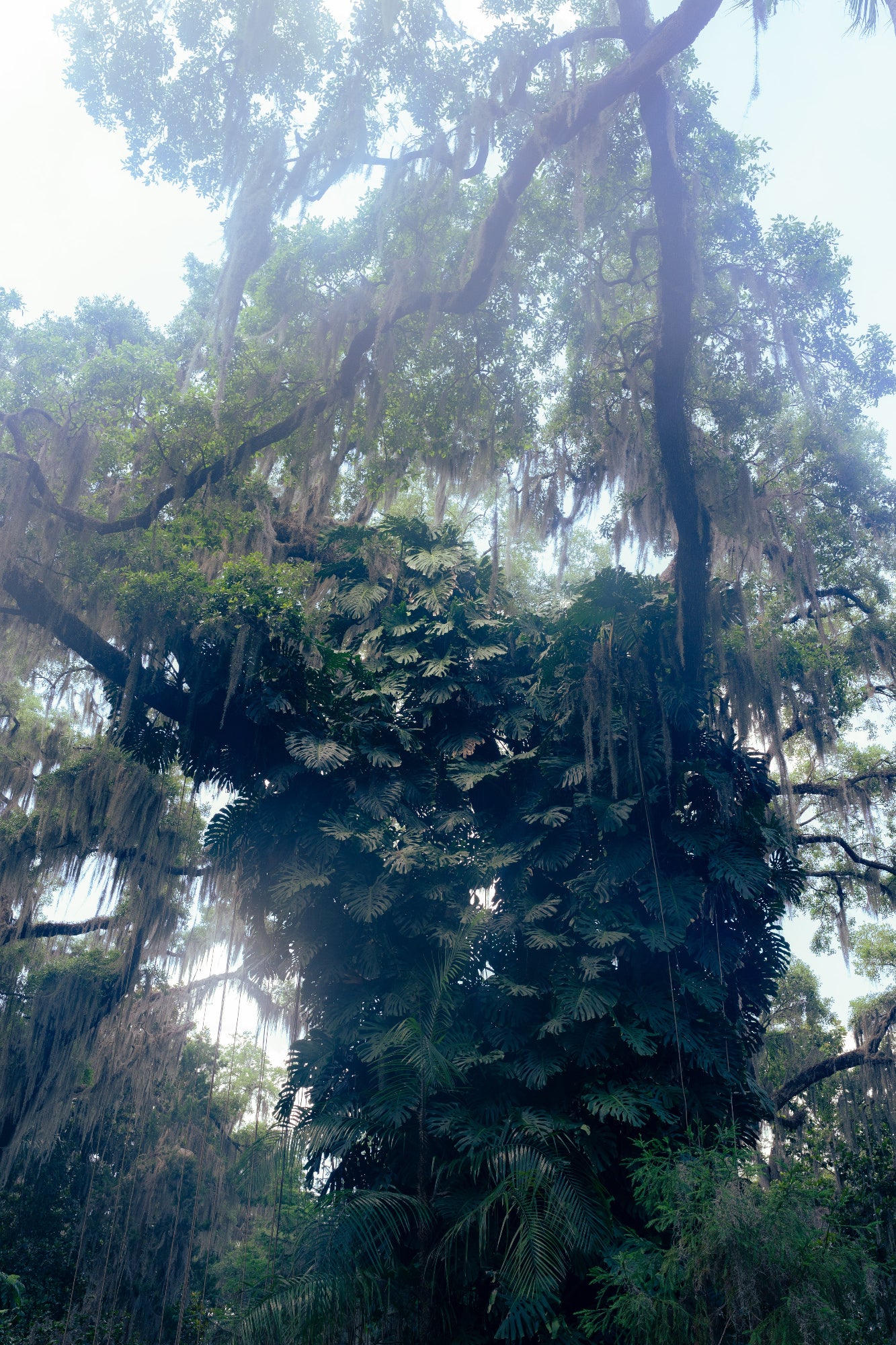 Tall tree with green leaves and hanging Spanish moss in a forest setting.