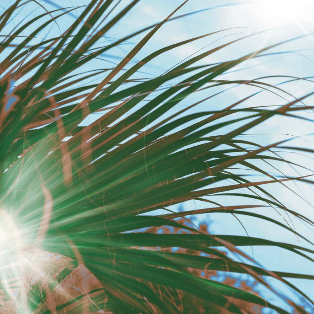 Palm Sunday