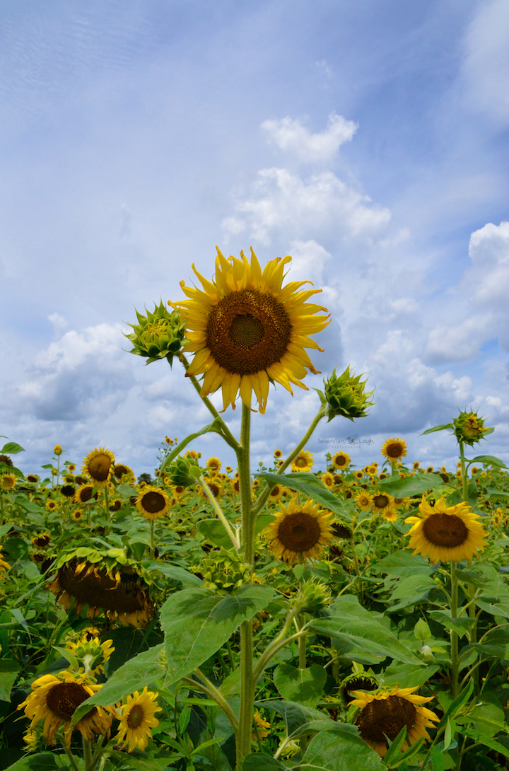 Soulshine – Limited Ed. 8/200