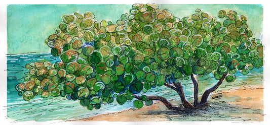 Seagrapes No.1