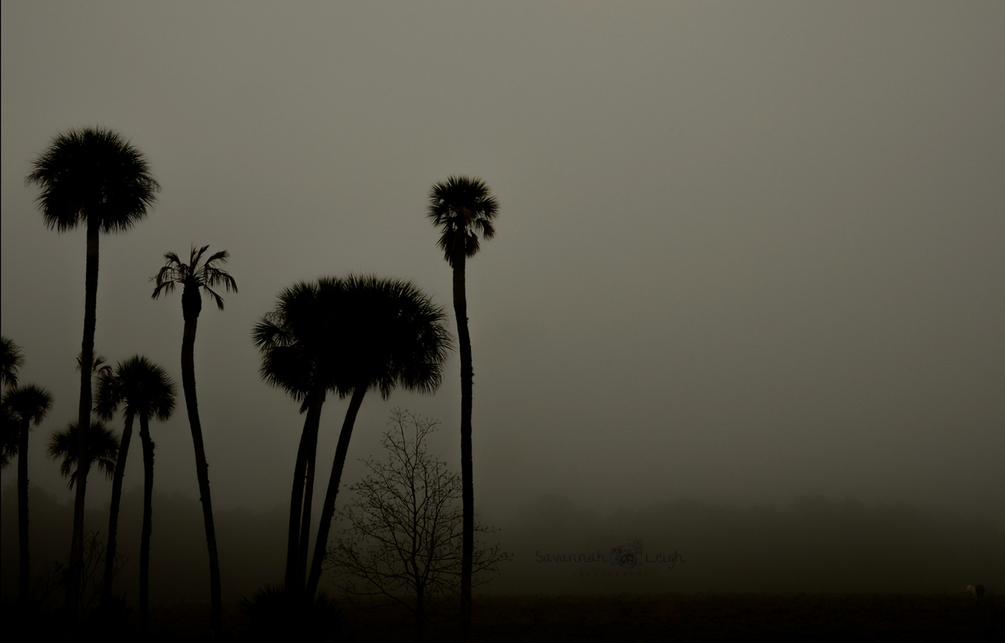 Dawn – Limited Ed. 7/200