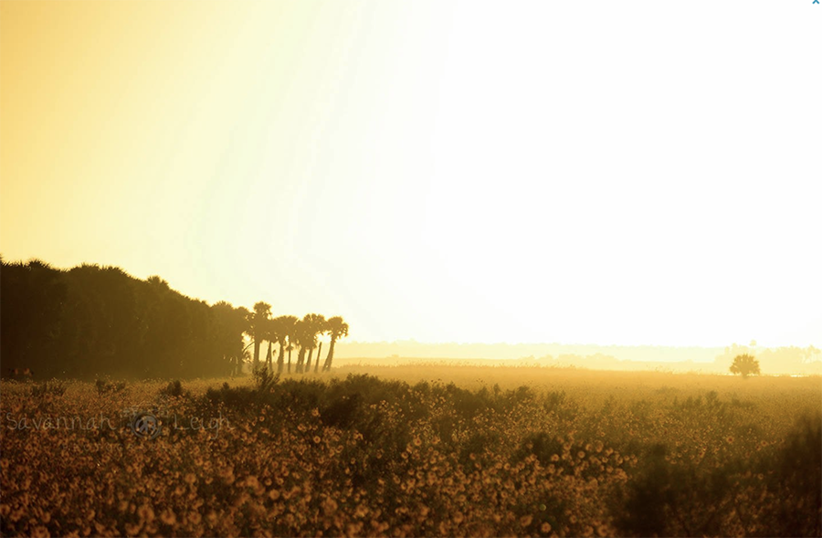Sunshine & Wildflowers – Limited Ed. 6/200