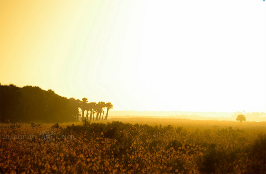 Sunshine & Wildflowers – Limited Ed. 6/200