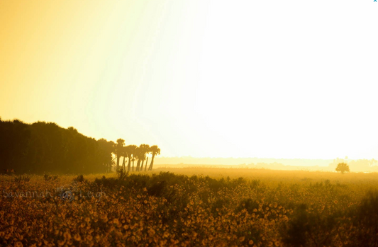 Sunshine & Wildflowers – Limited Ed. 3/200