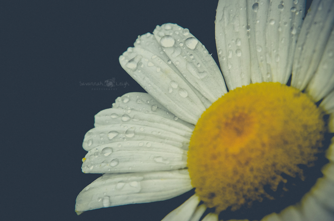 Canadian Daisy – Limited Ed. 1/200