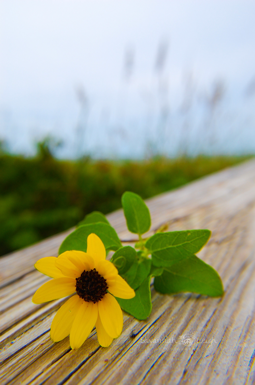 Beach Daisy – Limited Ed. 3/200 on metal