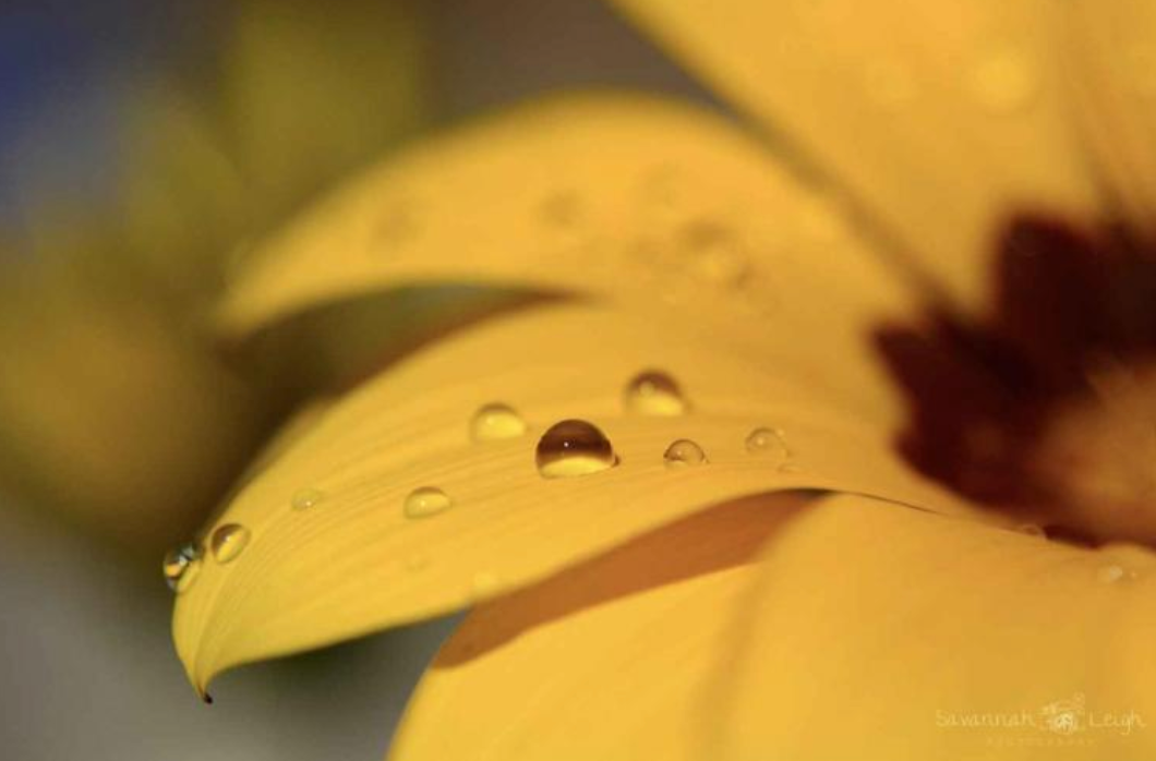 Dewdrops & Daisies – Limited Ed. 1/200