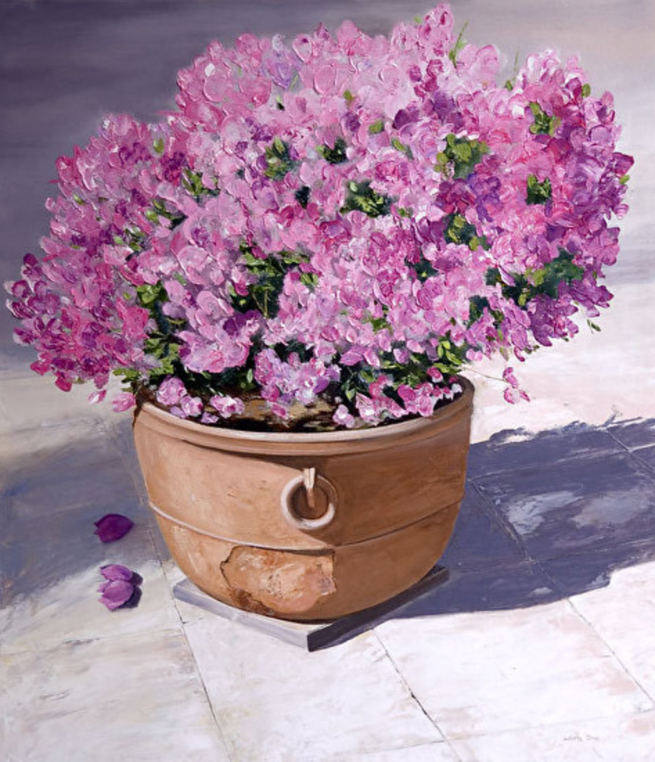 Bougainvillea