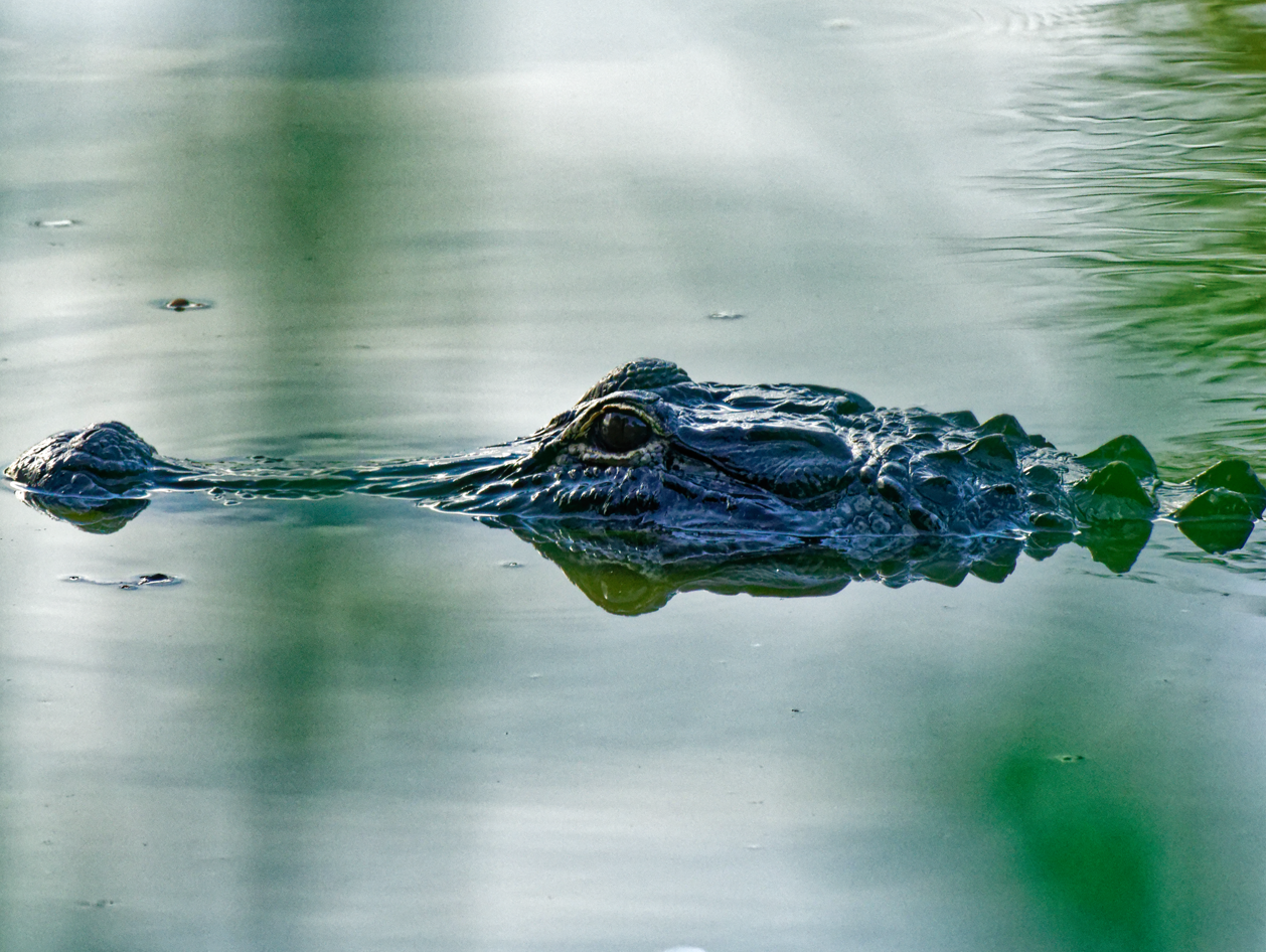 Alligator