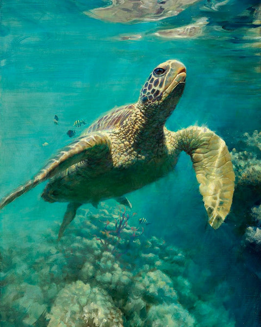 Honu - Sea Turtle