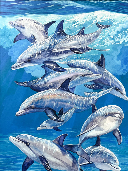 Bottlenose Dolphin