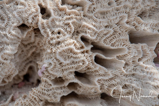 Aquatic Architecture