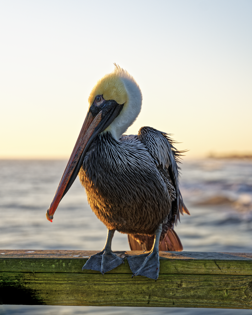 Joe the Pelican