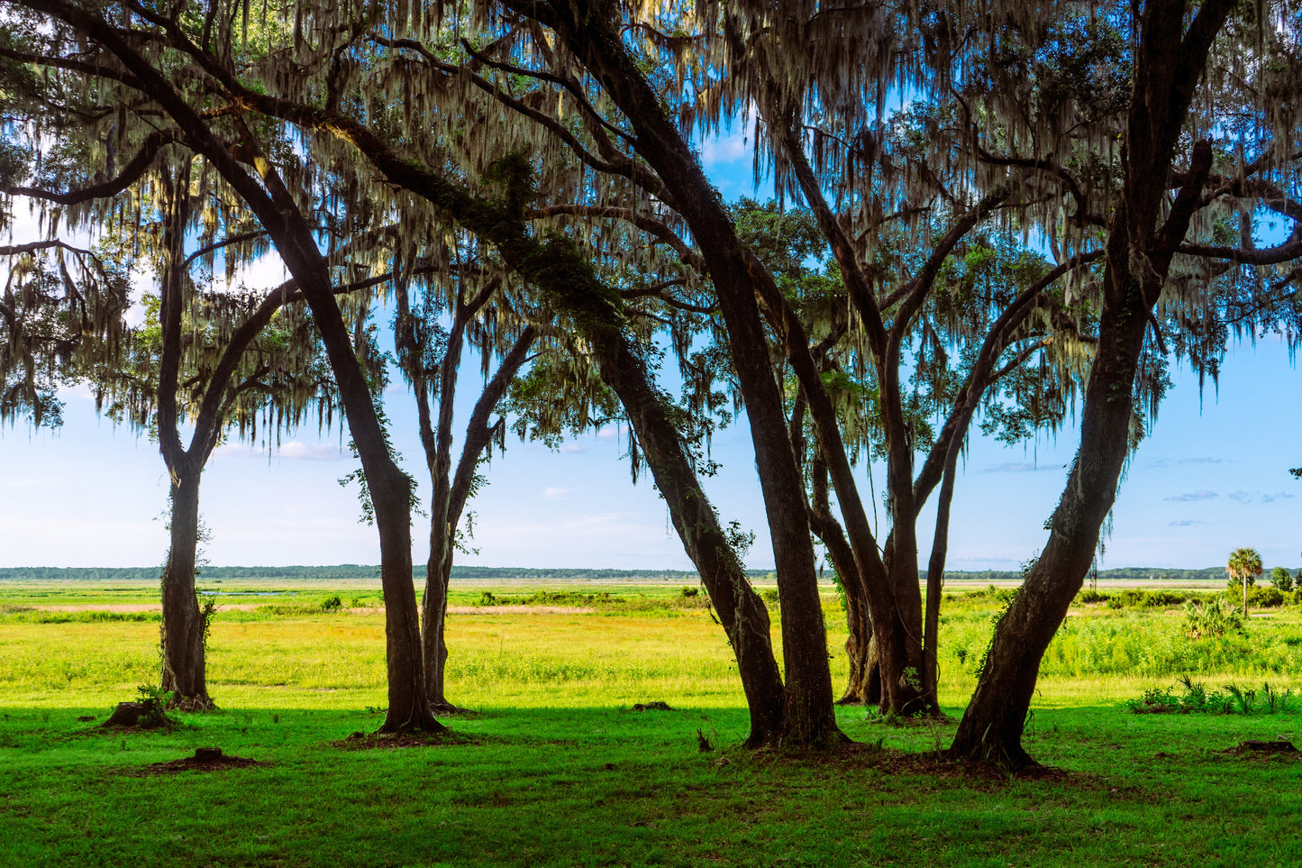 Trees with Spanish moss in a grassy field under a blue sky. This image is a family portrait of oak tree's in front of Payne's Prairie in Gainesville, Florida.&nbsp;