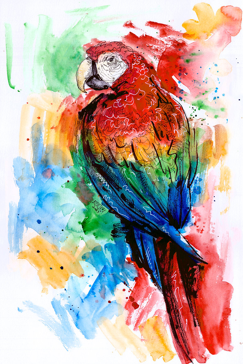 Scarlet Macaw