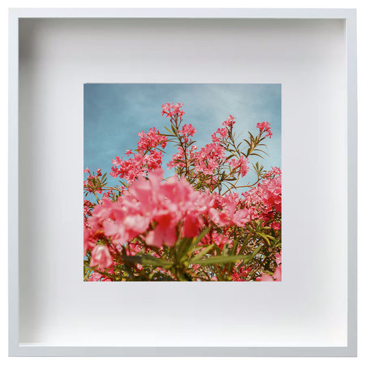 Midday Flowers